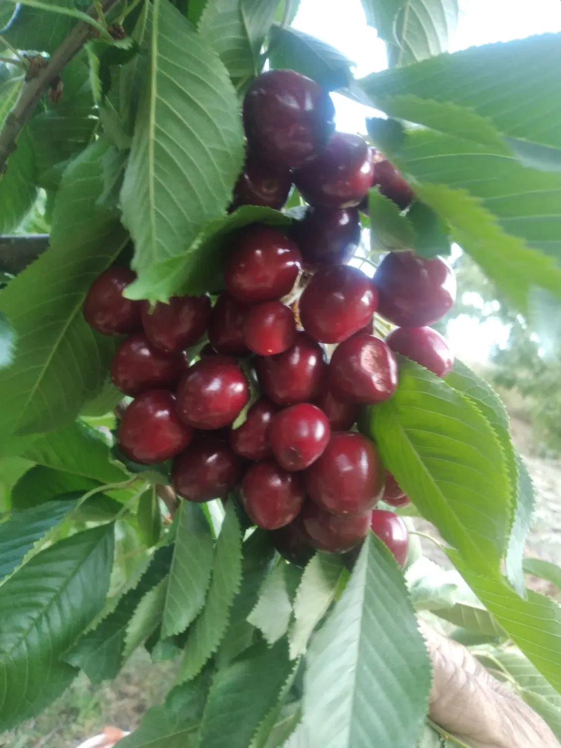 باغ ۷ هزار متری