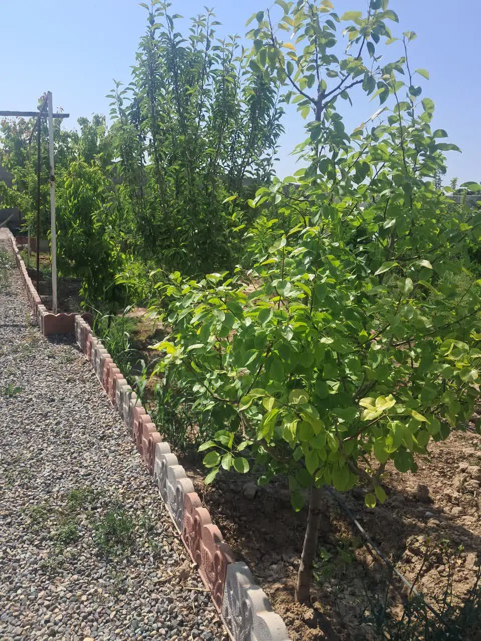 باغچه چهاردیواری