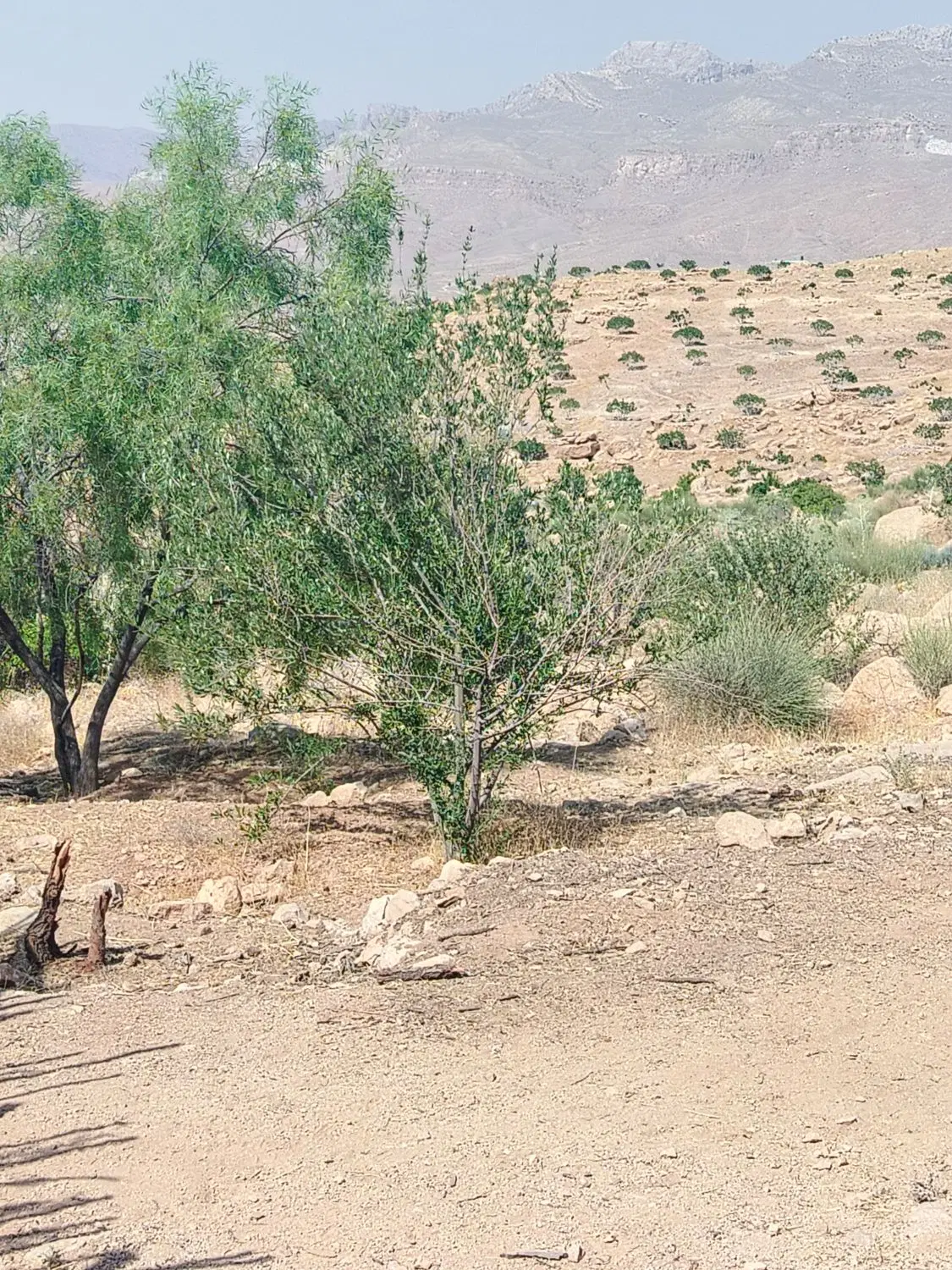 ملک انجیر تفریحی