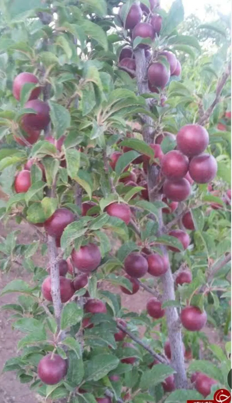 باغ هشت هزار متری