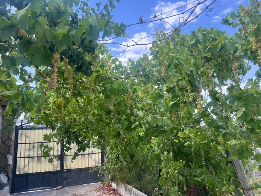 فروش باغ ثمری