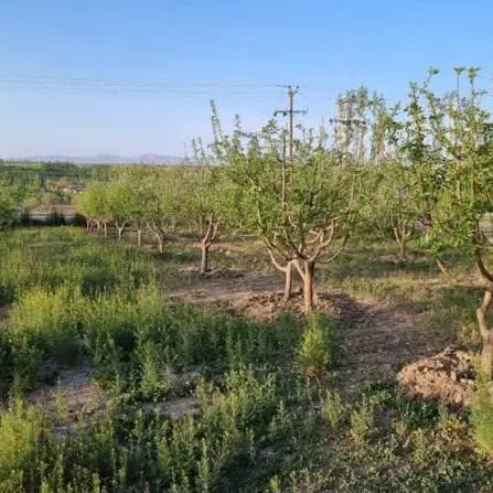 قطعه زمین طلاب در دیزج لیلی‌خانی