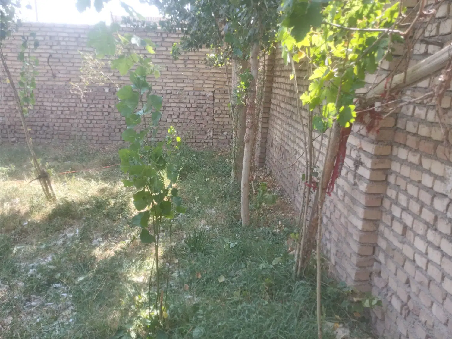 چهار دیواری در دربالا سرسبز وانواع درخت میوه