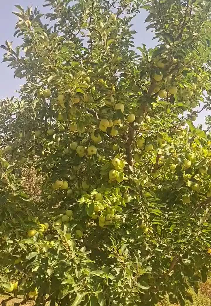 اجاره باغ سیب