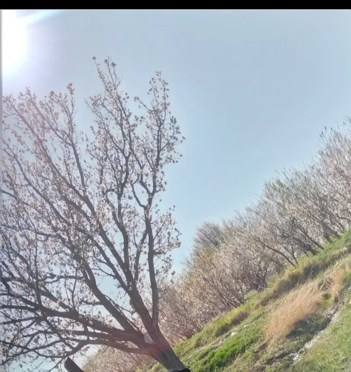 زمین کشاورزی بزنج حاشیه جاده اسفراین‌بجنورد