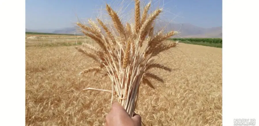 زمین روستایی