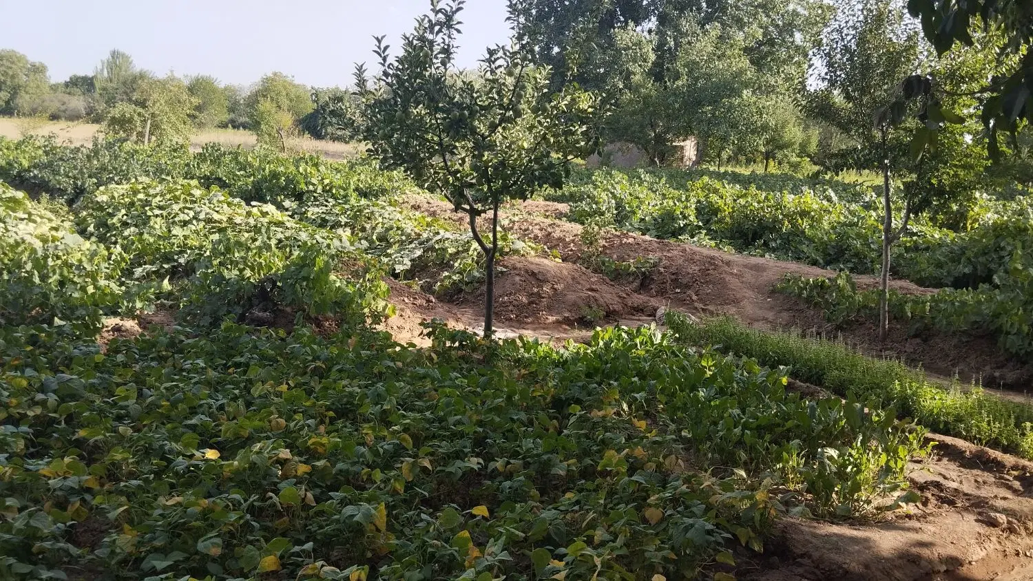 اجاره انگور و گردو