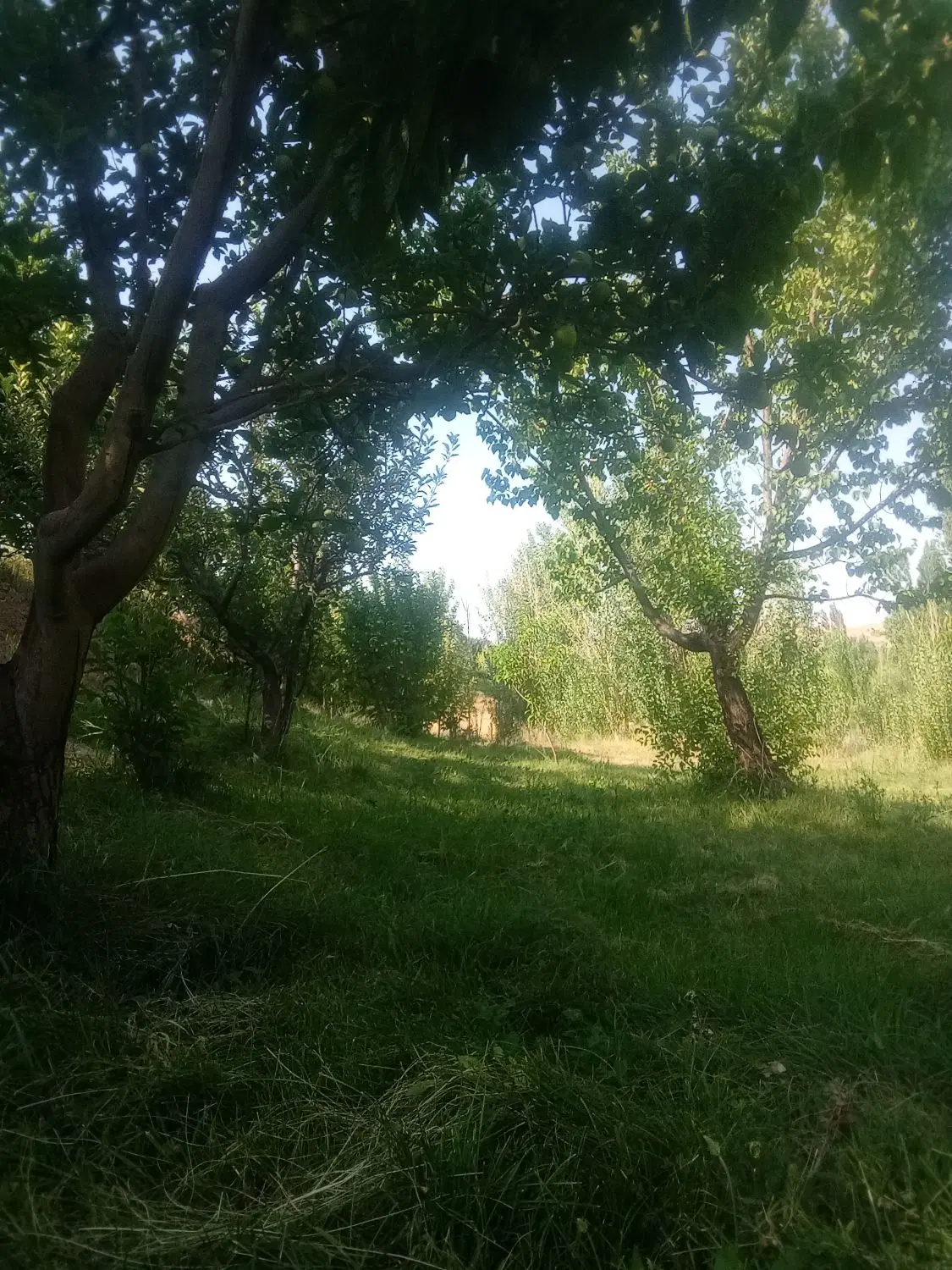 باغ