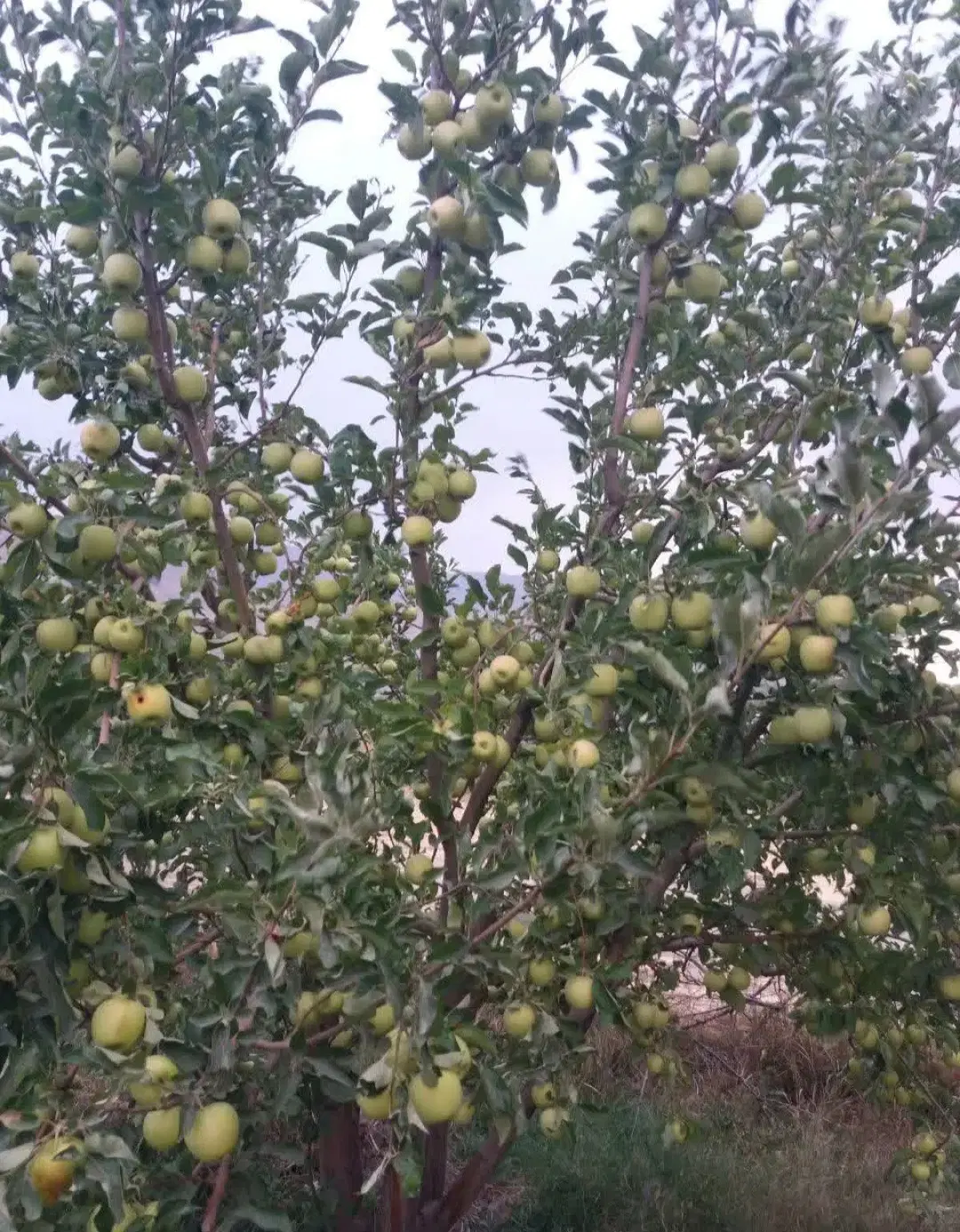 فروش ۱۲ من باغ میوه و ۲۴ من زمین بکر کشاورزی