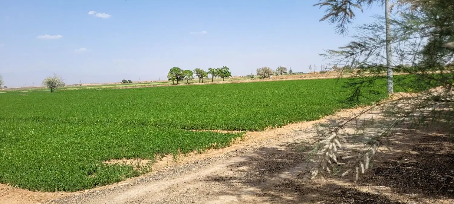 فروش زمین کشاورزی سگزی