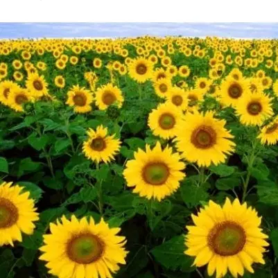 زمین کشاورزی حاصلخیز