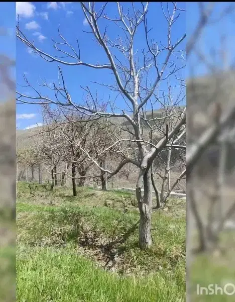 فروش باغ ملحمدره