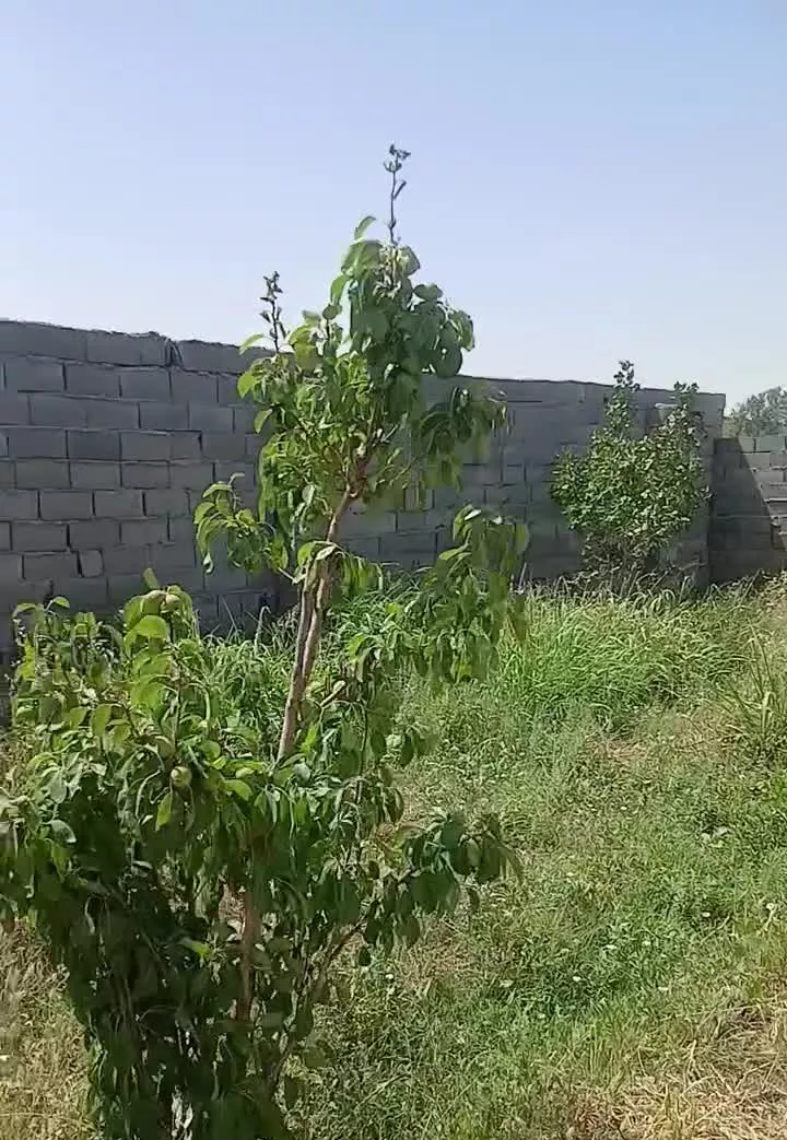 زمین چهار دیواری به متراژ 924 حسین آباد قاجار