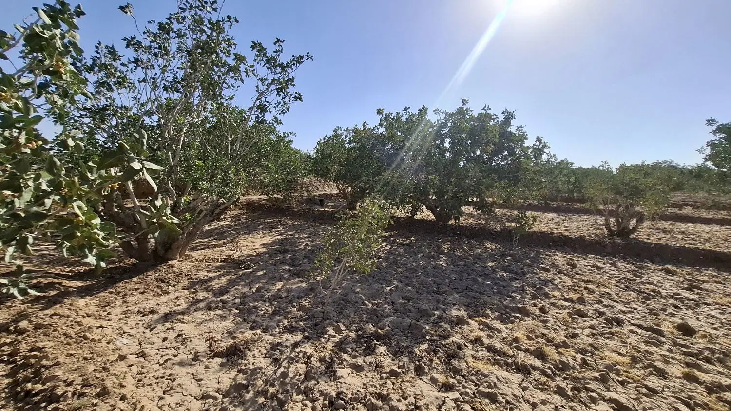زمین مزروعی(پسته)بفروئیه