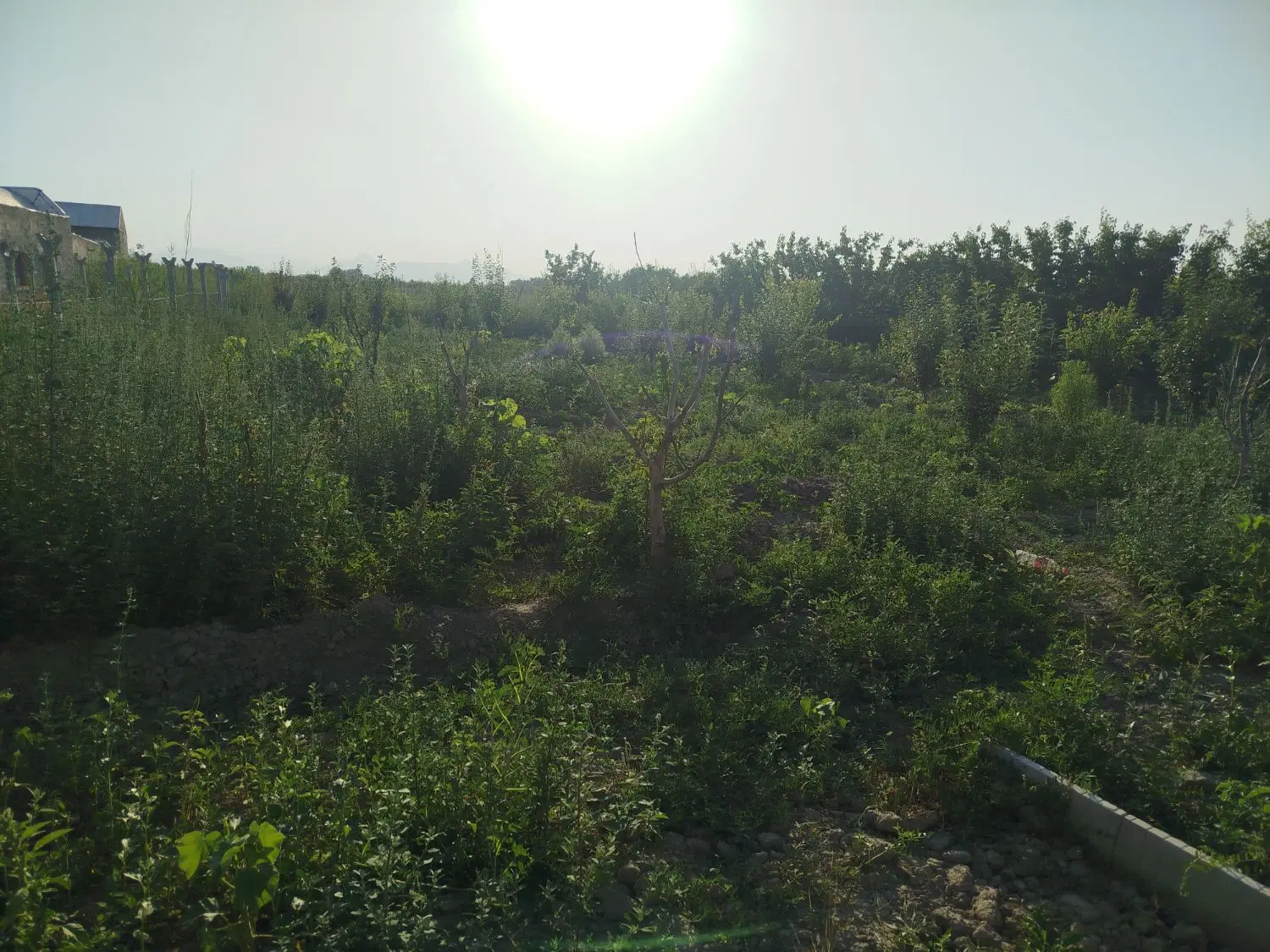 باغ فروشی
