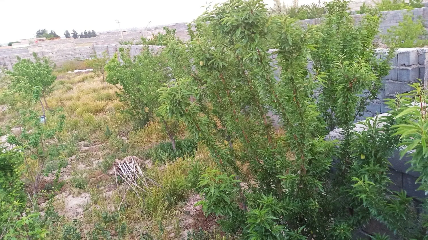 زمین فروشی شاهنامه ۸۰_۶