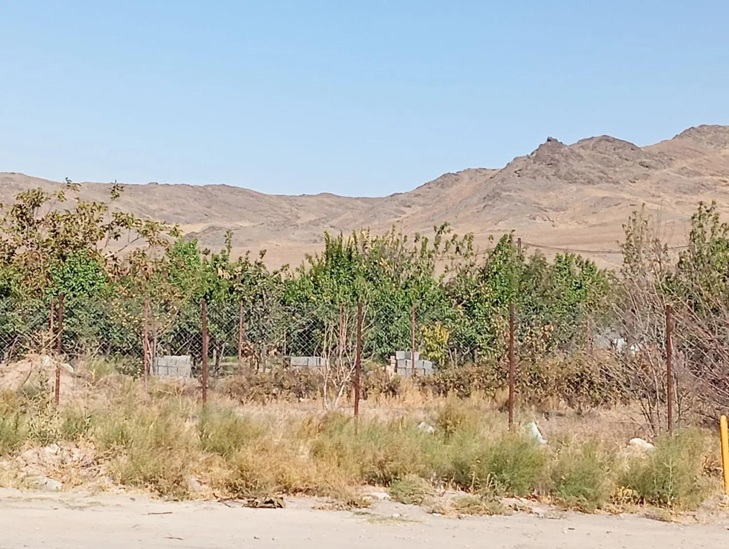 باغ در روستای گیو