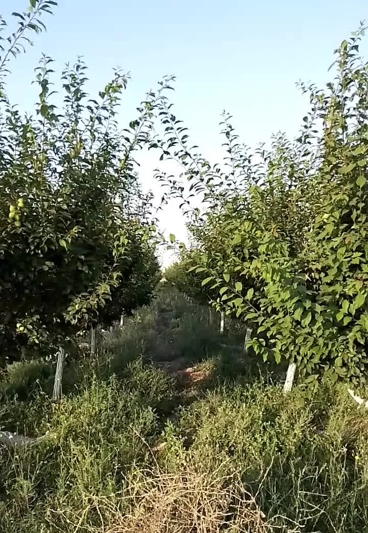 باغ آلو بارده بار ده پر محصول