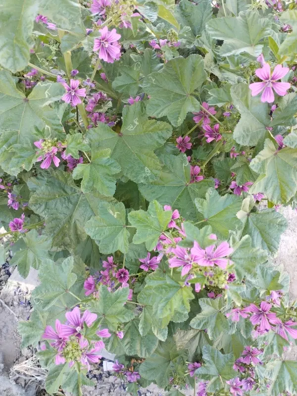 فروش باغ انگور