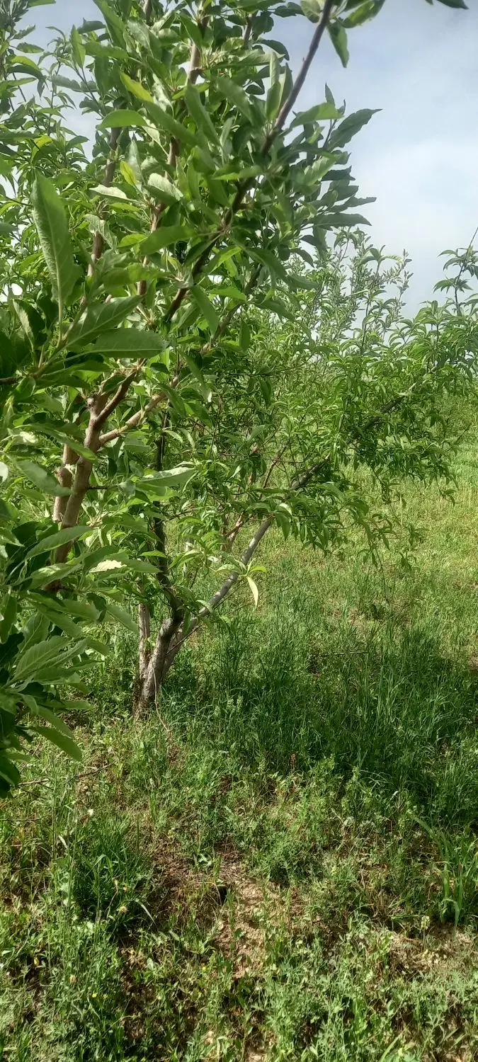 باغ فروشی