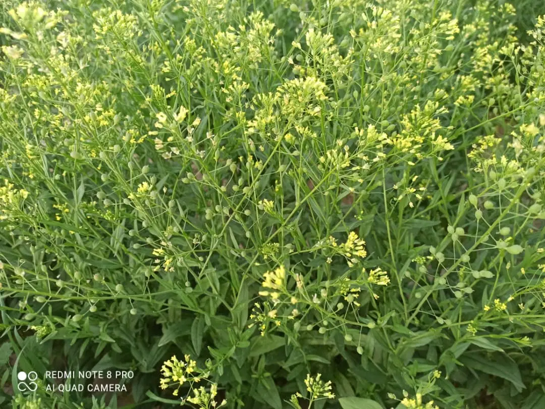 فروش باغ کوچک با انواع درختان میوه
