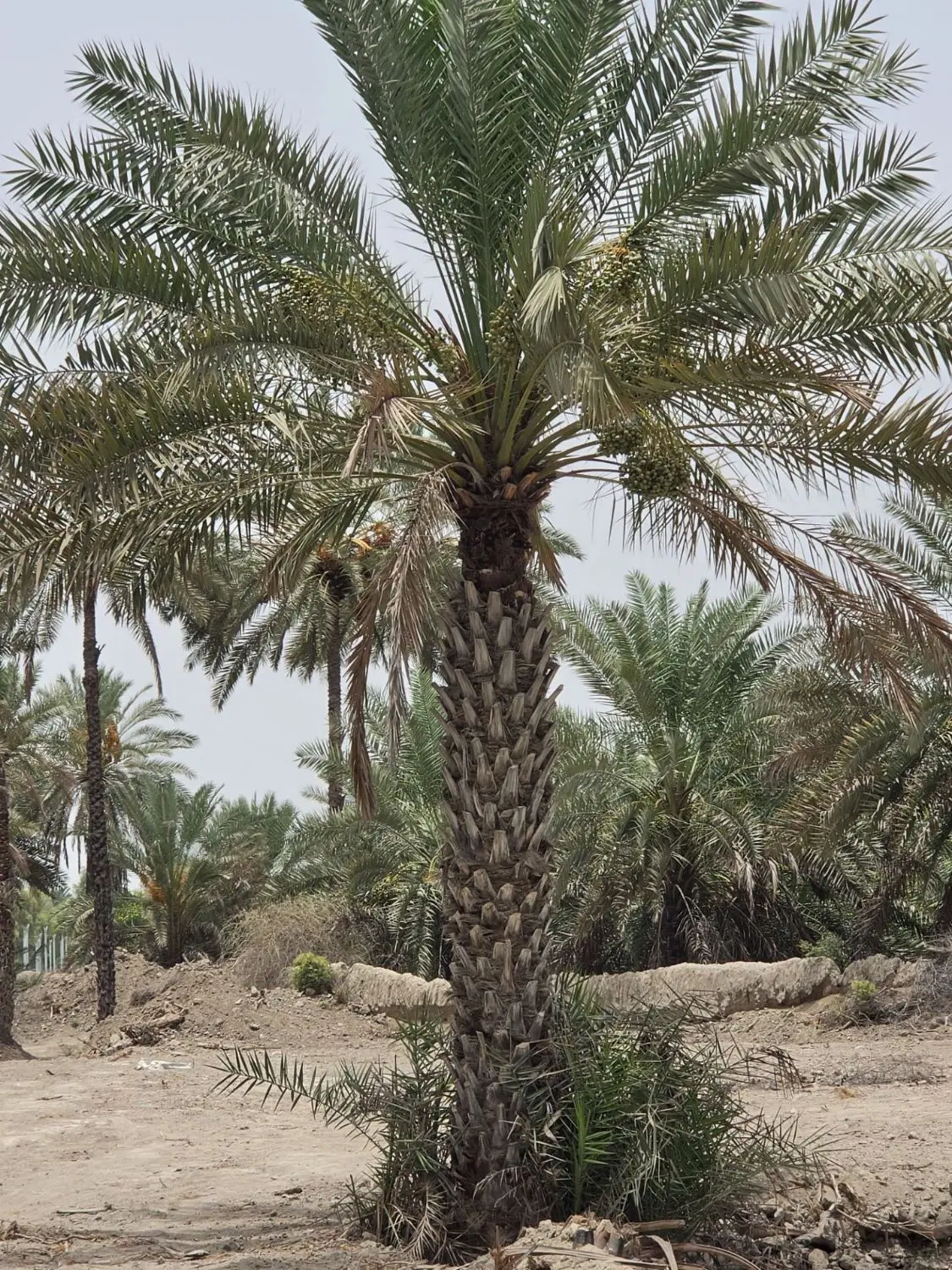 فروش یک هکتار باغ