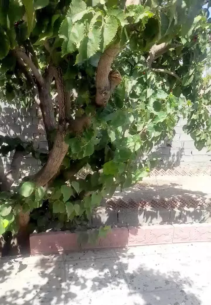 باغ ویلا  جنگلی ۵۰۰متری خوش قواره در شهریار