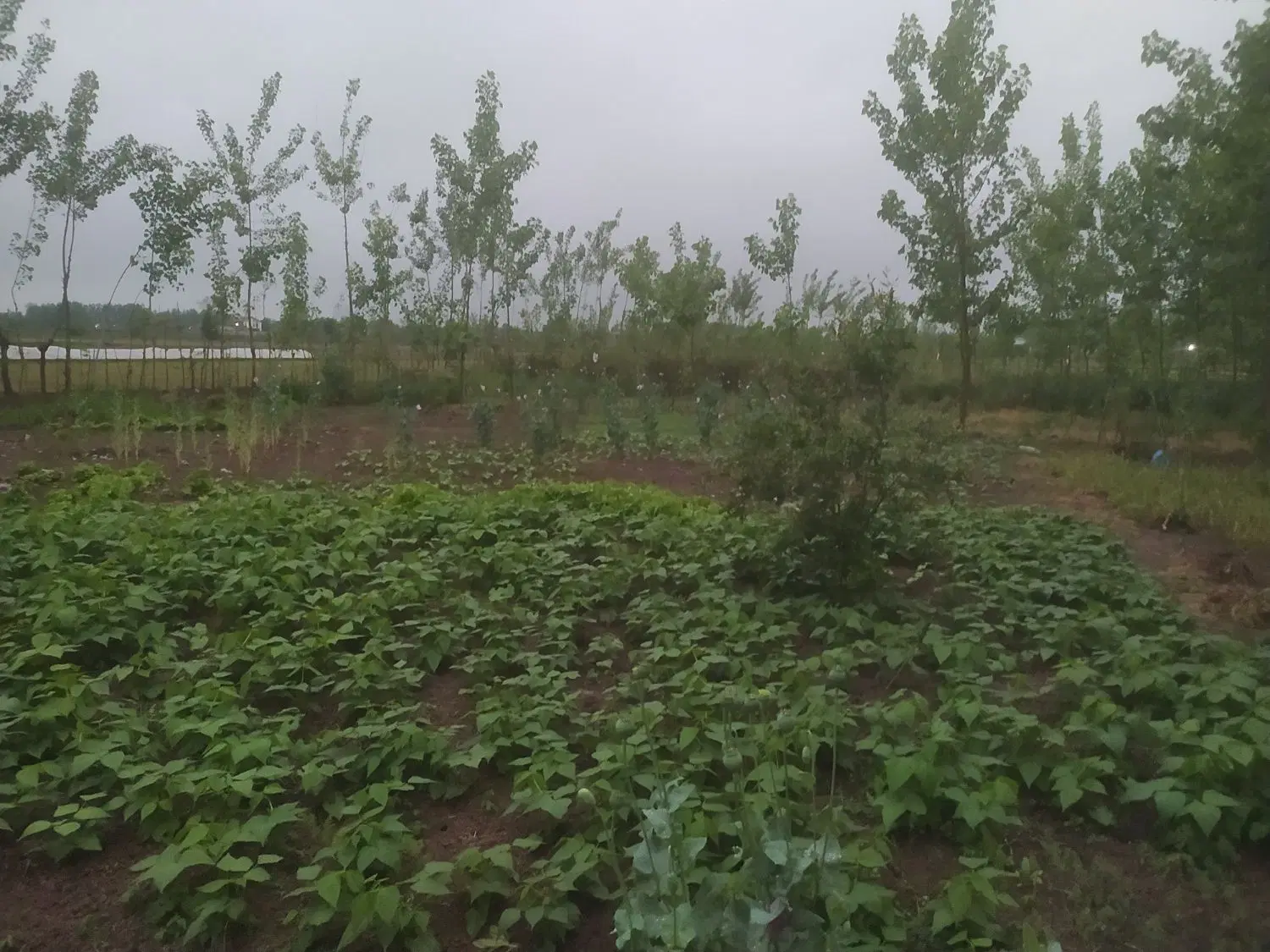 خانه ویلایی و روستایی و باغی