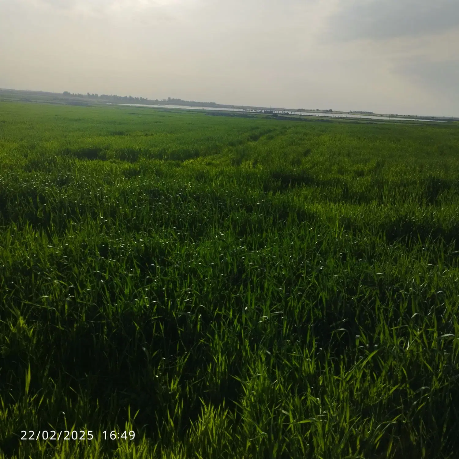 اجاره زمین کشاورزی چنانه روستای بیت احمود