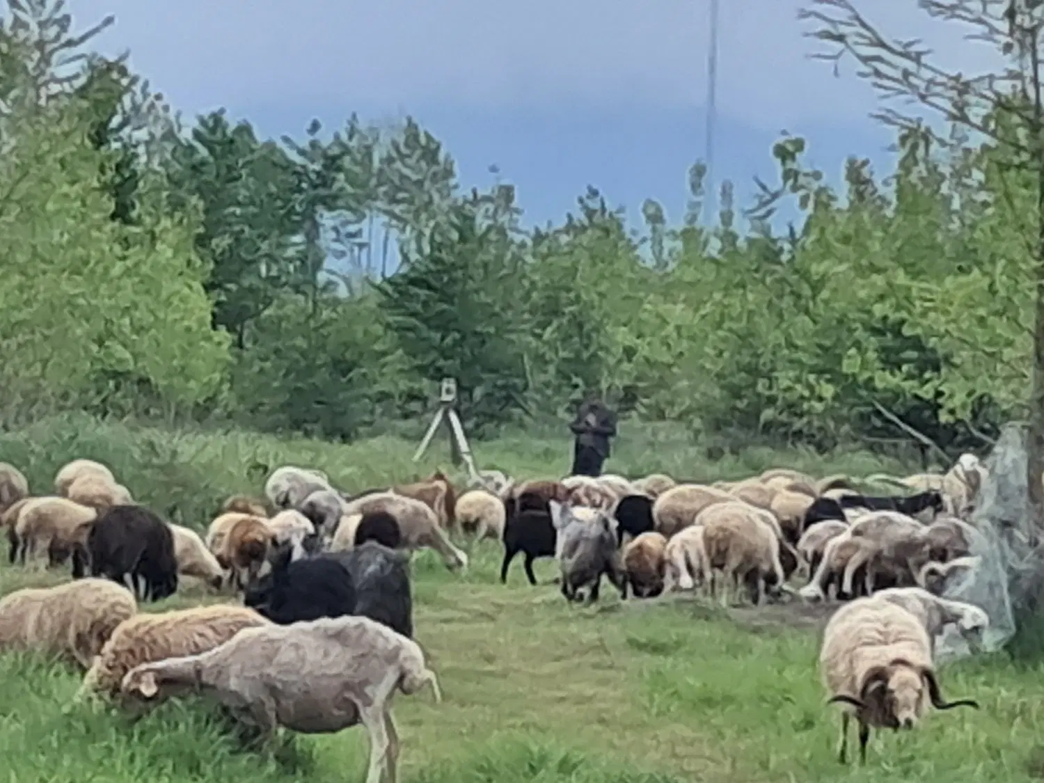 باغی گلخانه ای
