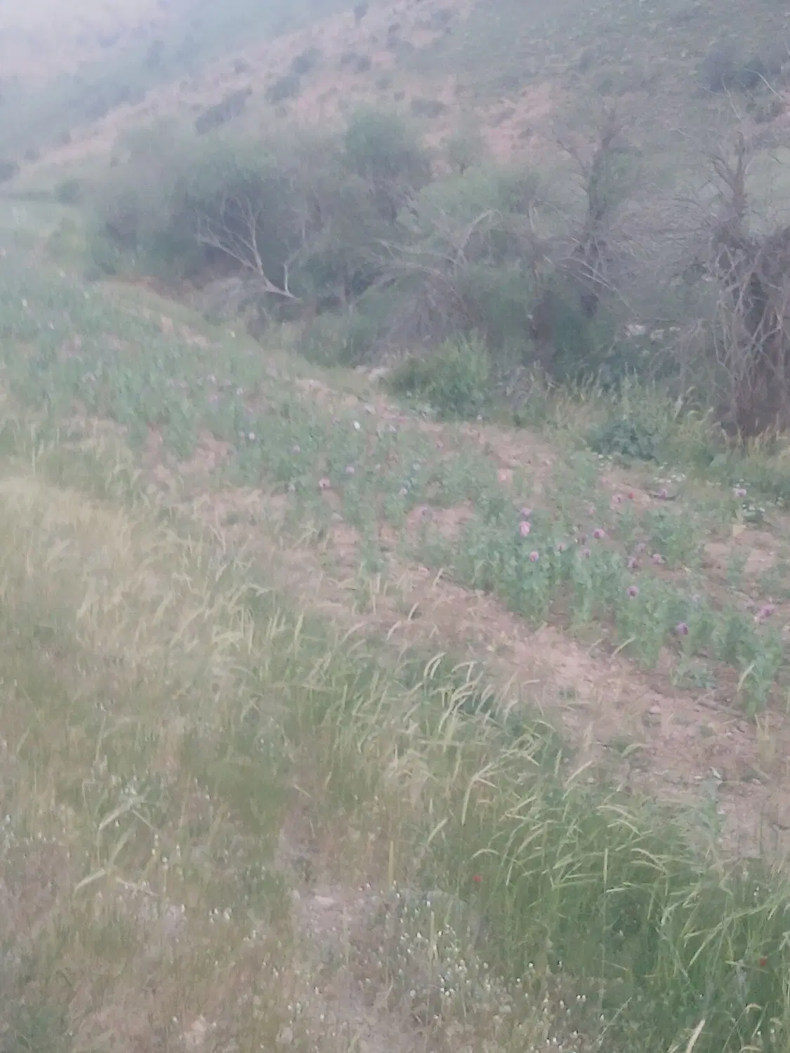 چراگاه دارم برا اجاره کوهستان  مسیر اشترانکوه