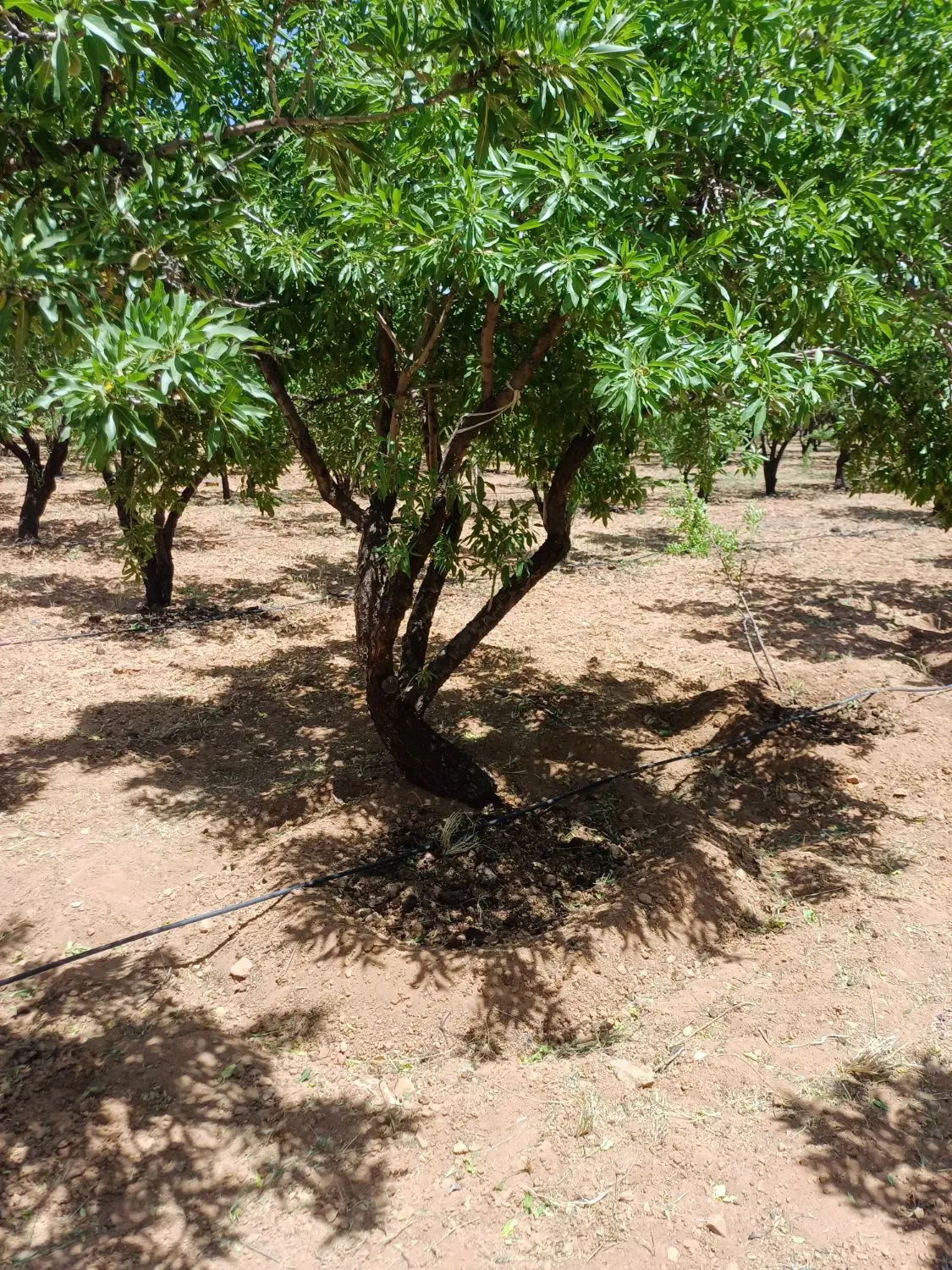 زمین کشاورزی