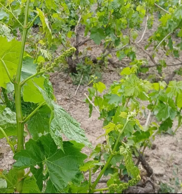 ۳۵۰متر زمین باغی درمرزیجران