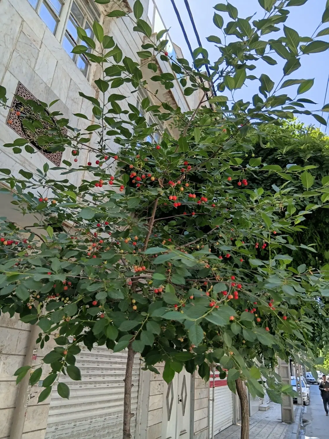یک هکتار زمین گراخک