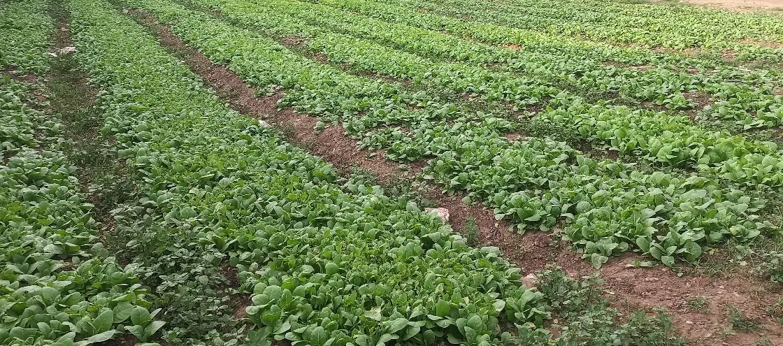 فروش ۵۵۰۰ متر زمین کشاورزی