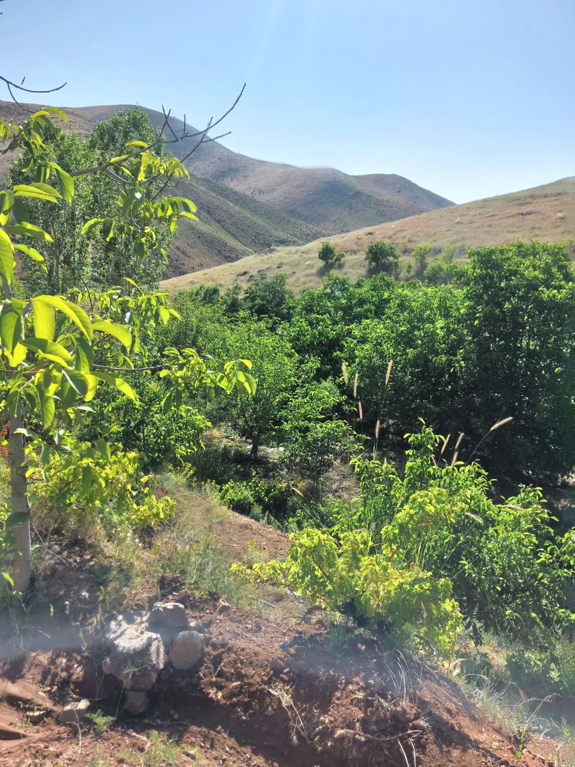 زمین کشاورزی درجه ۱