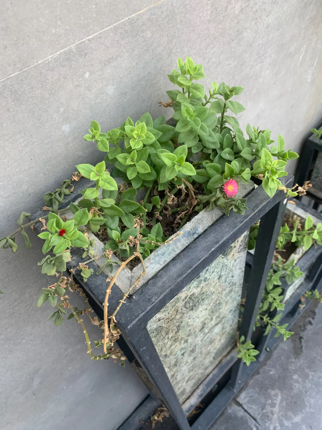 اجاره فضای مناسب گل فروشی