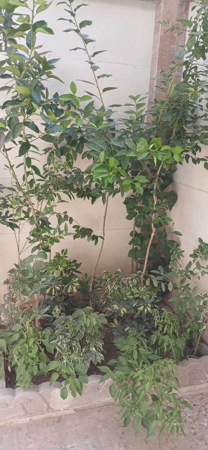 فروش منزل مسکونی خیابان فرخی خیابان امیر کبیر