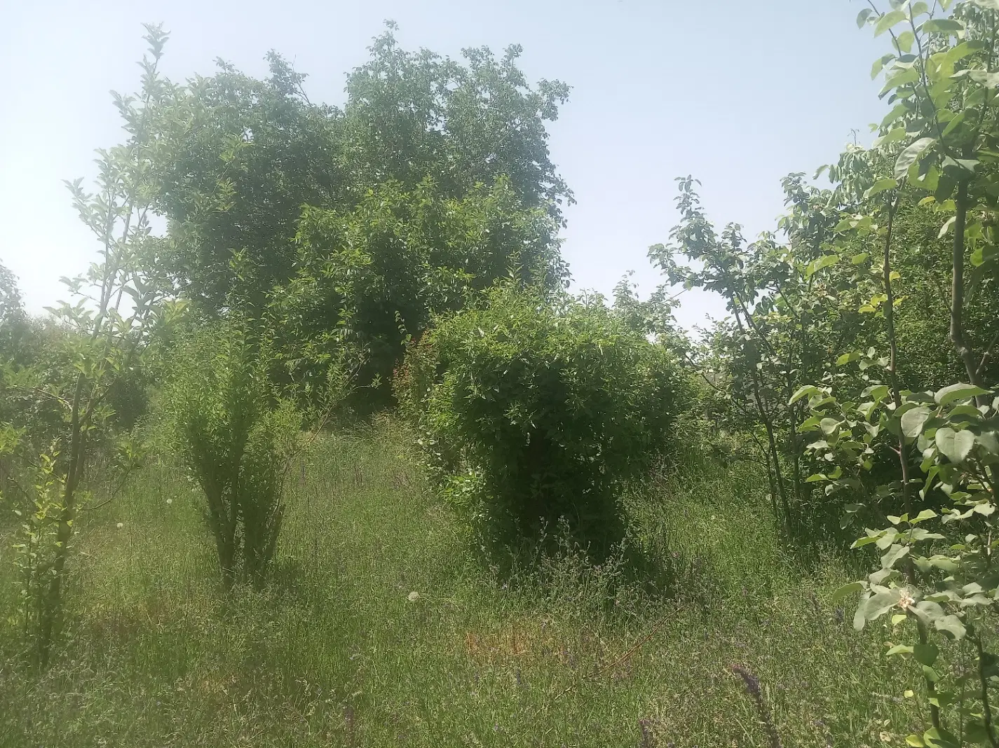 باغ فروشی