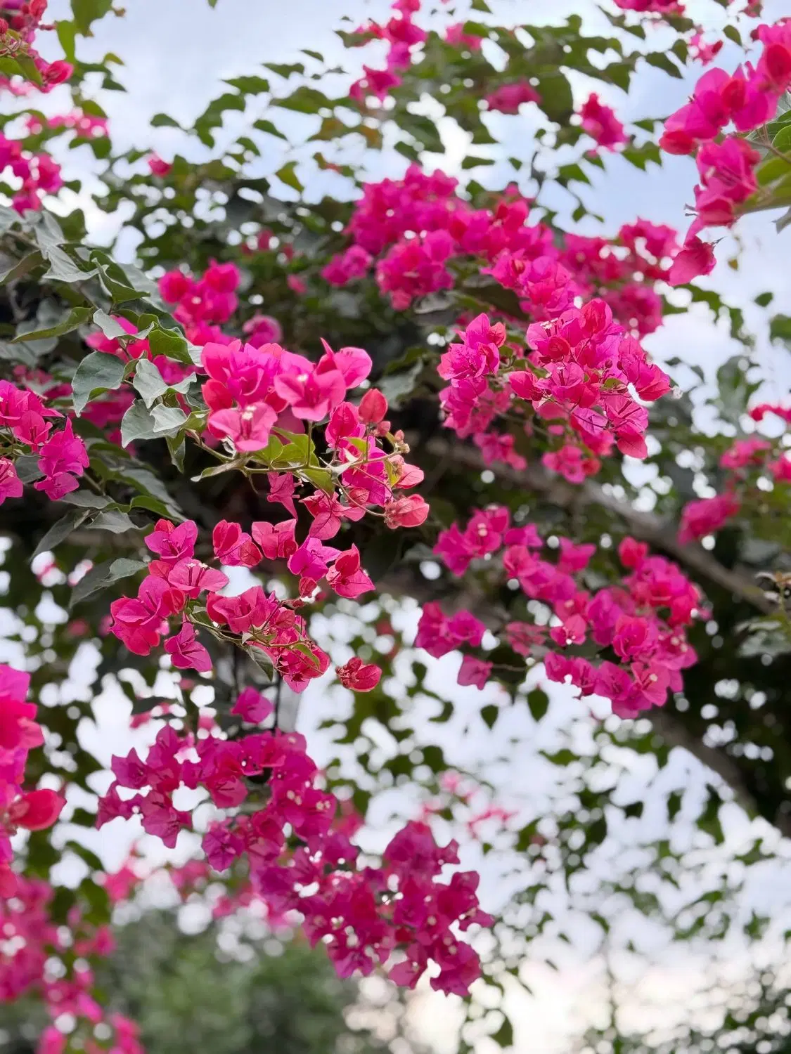 ۲۶۴ متر زمین باغ، جاده آمل به چمستان
