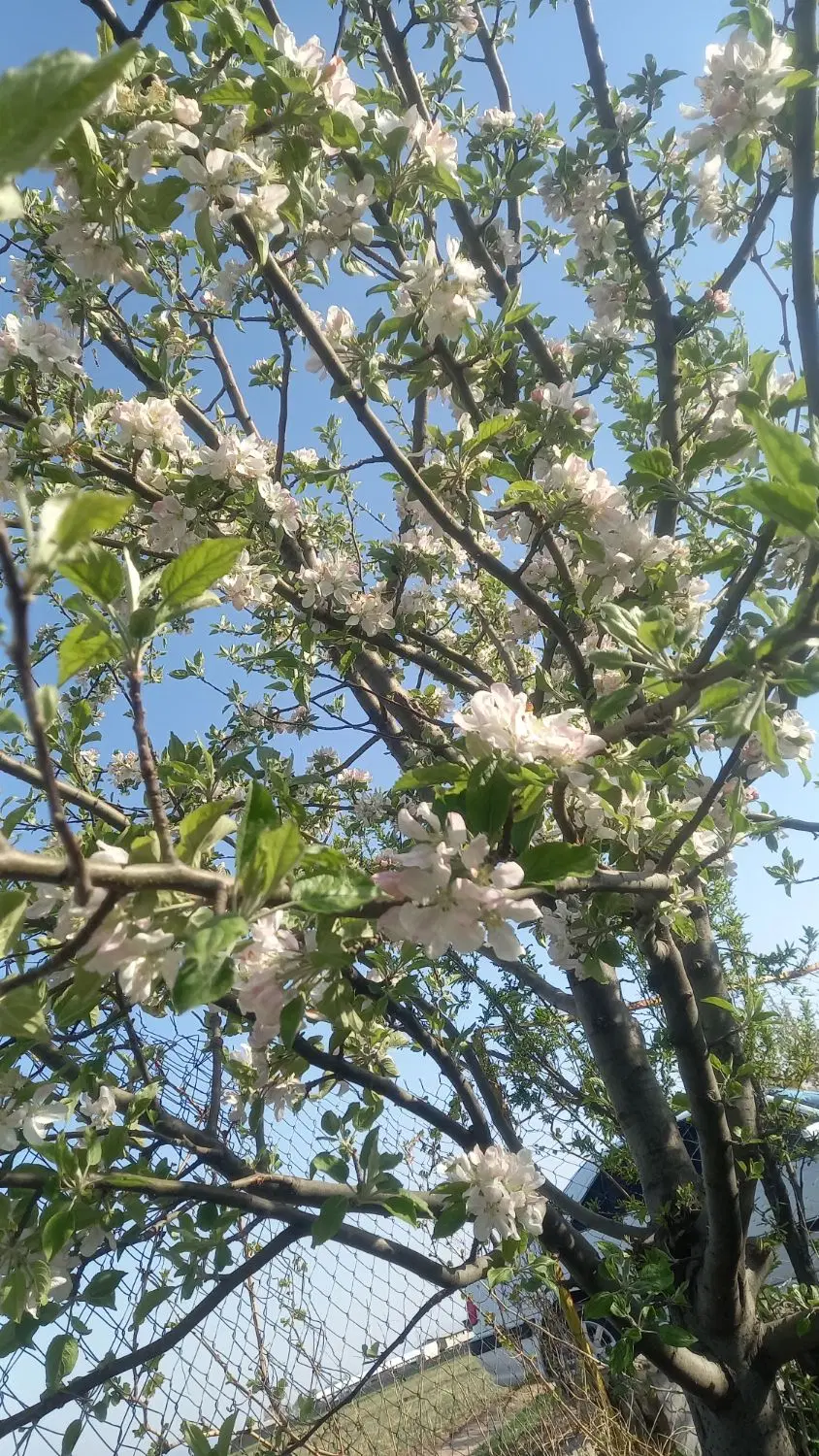 باعچه