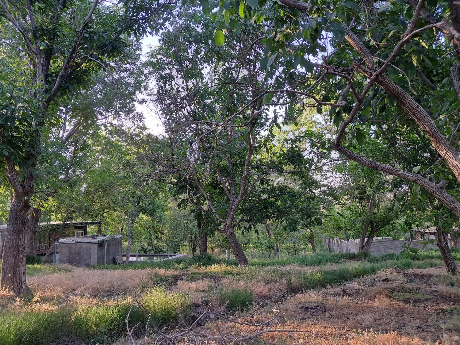 باغ گردو  با موقعیت عالی روستای شمس آباد