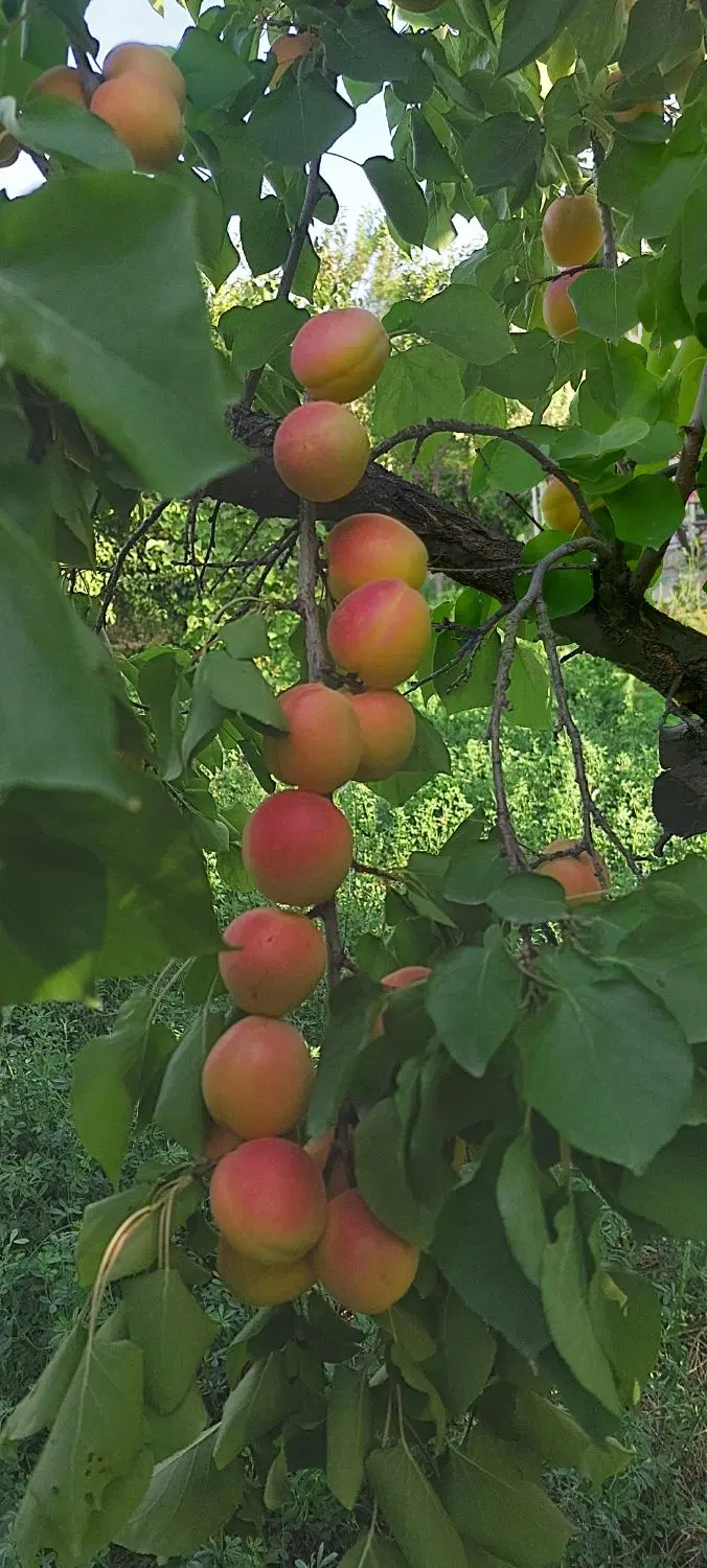 باغ در دیزج و کشکسرای مرند