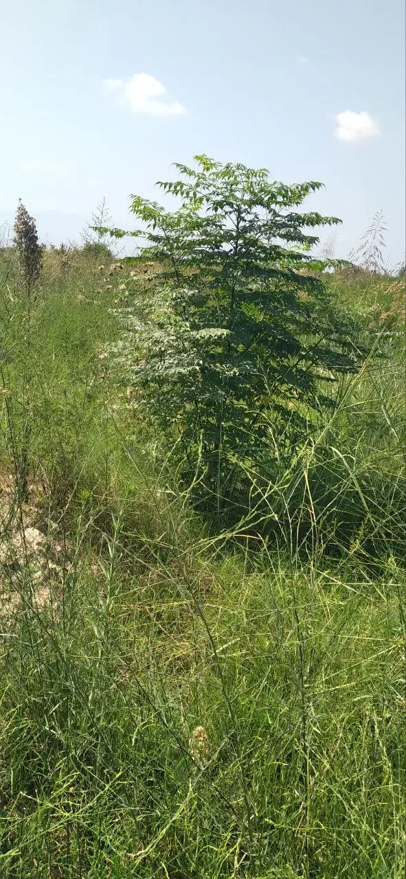 زمین فروشی