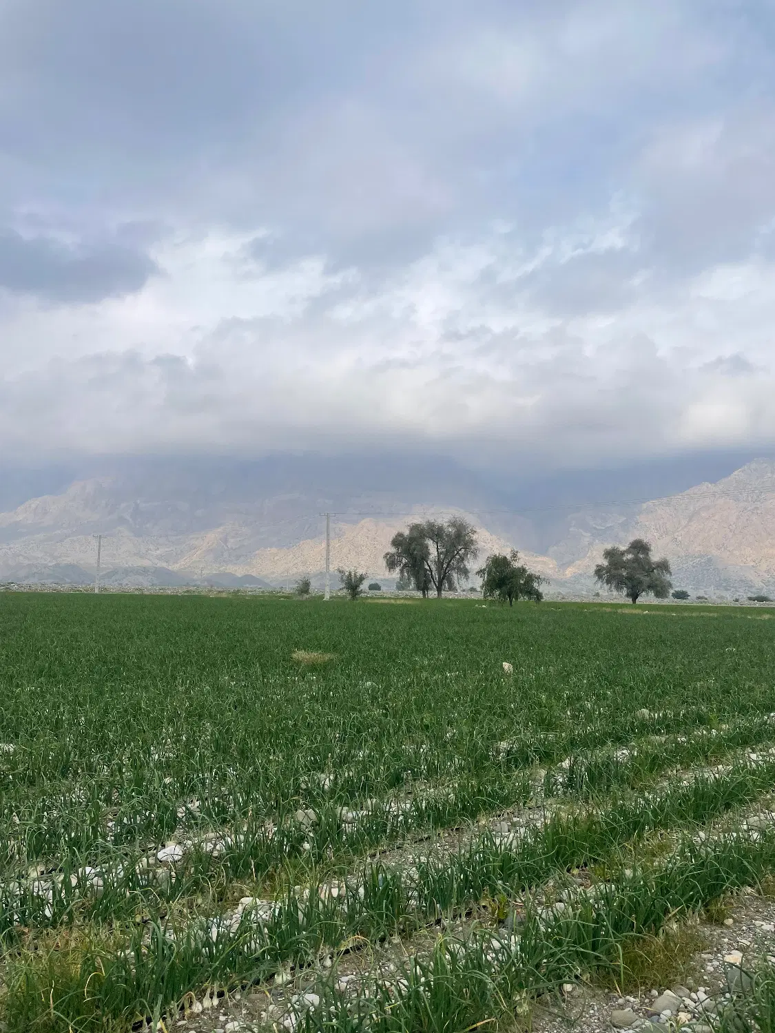 اجاره‌۱۵ هکتار زمین کشاورزی