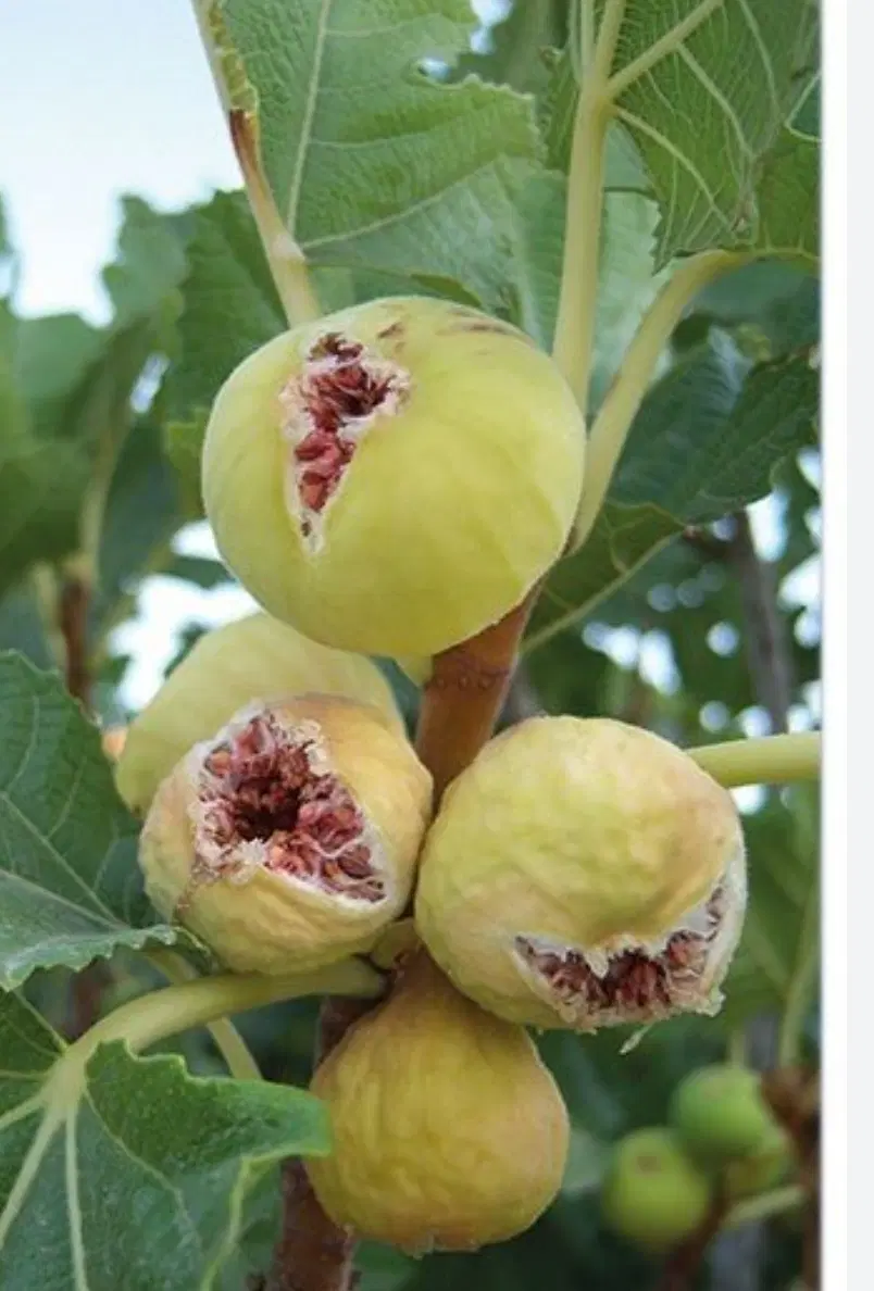 زمین کشاورزی