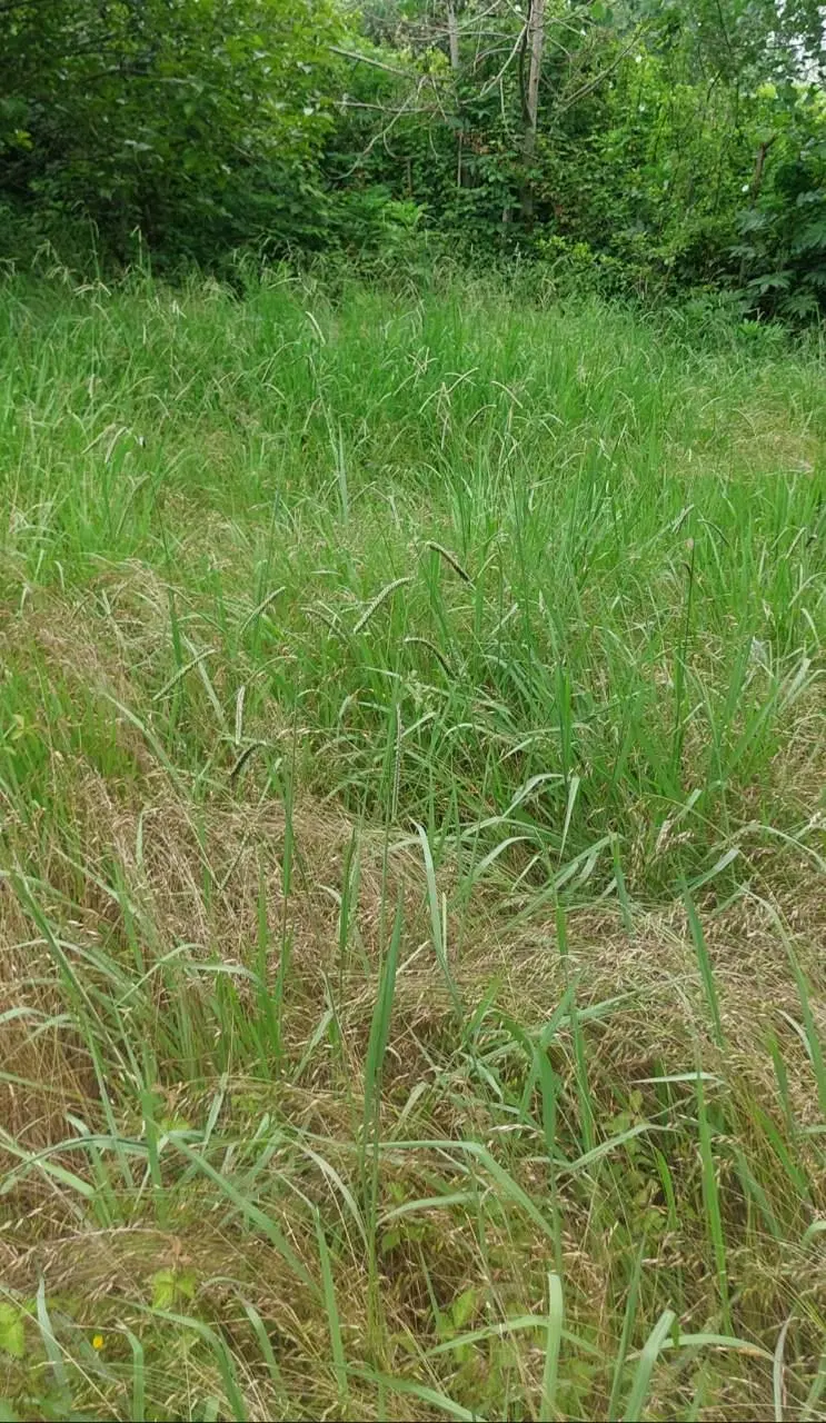 زمین برسوم جاده خاکی روستا(برای باغچه)