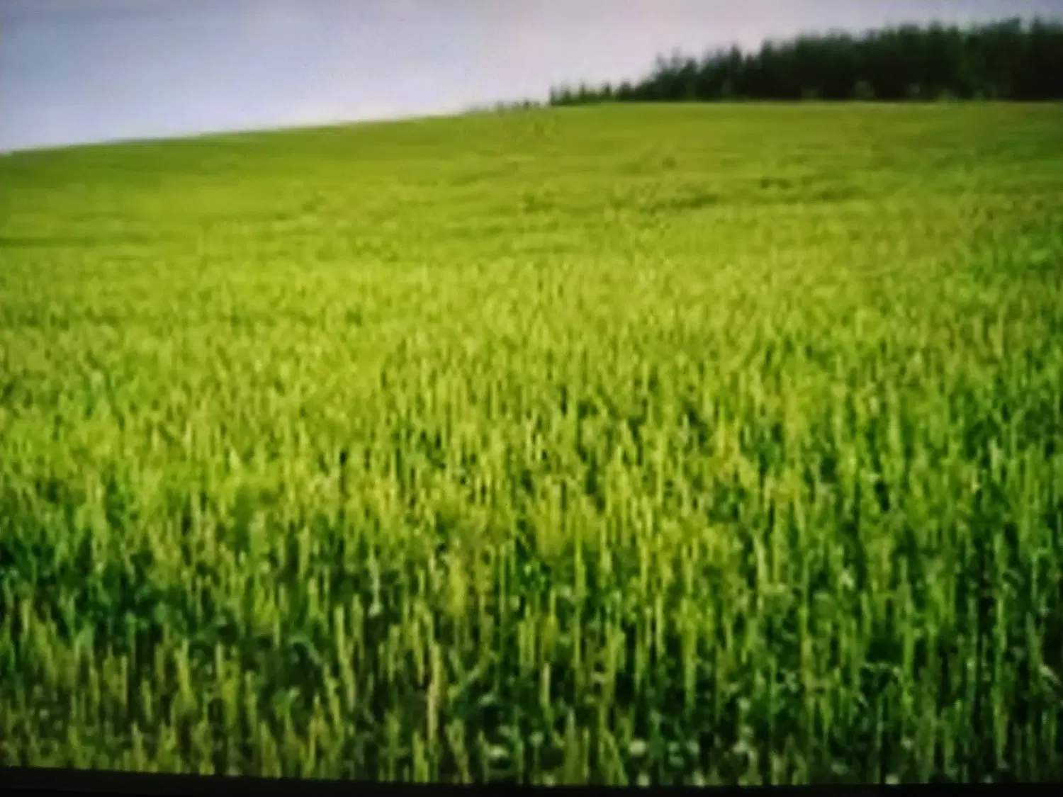زمین کشاورزی روستای سرخه دزج