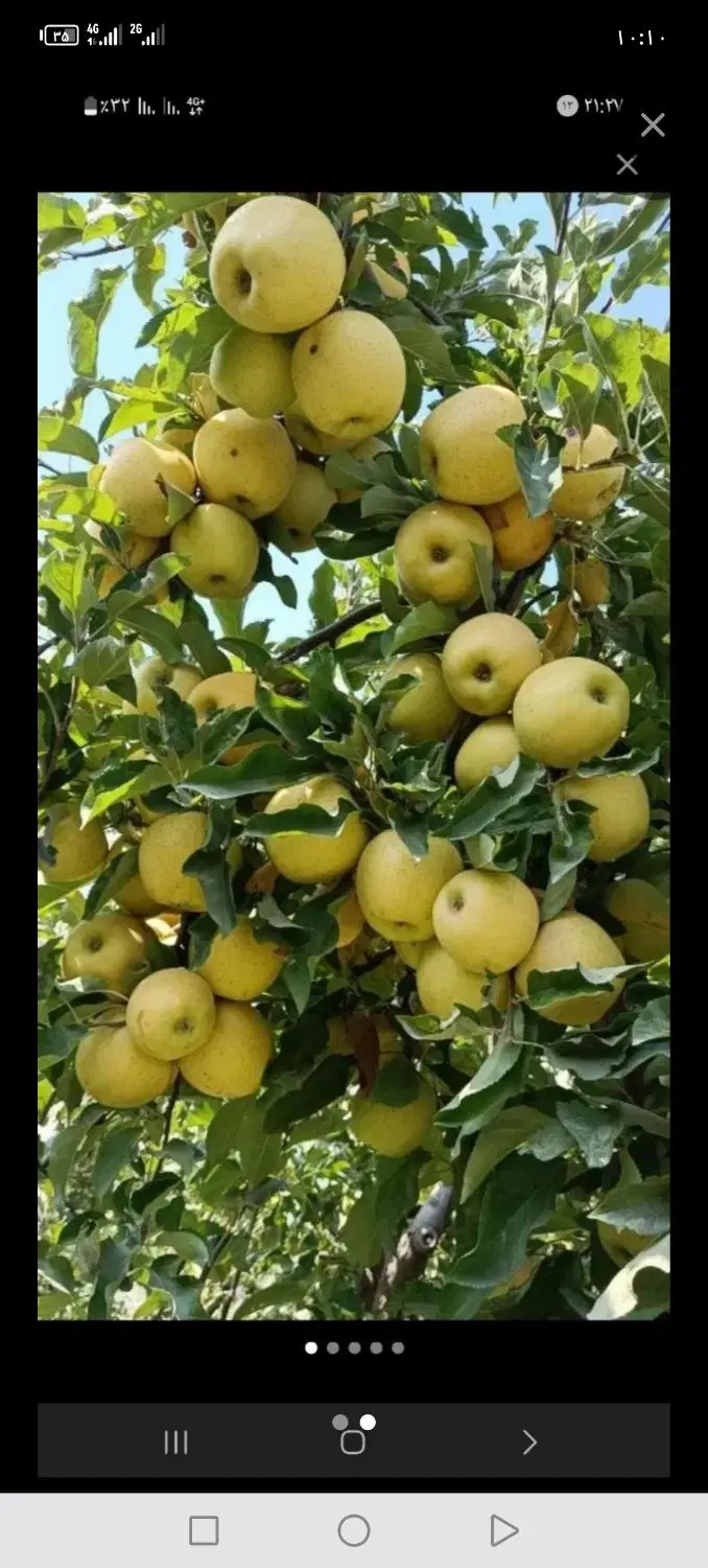 فروش باغ مناسب برای سرمایه گذاری