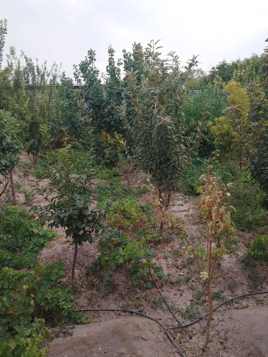 فروش  باغ وخونه در نزدیکی جوپار